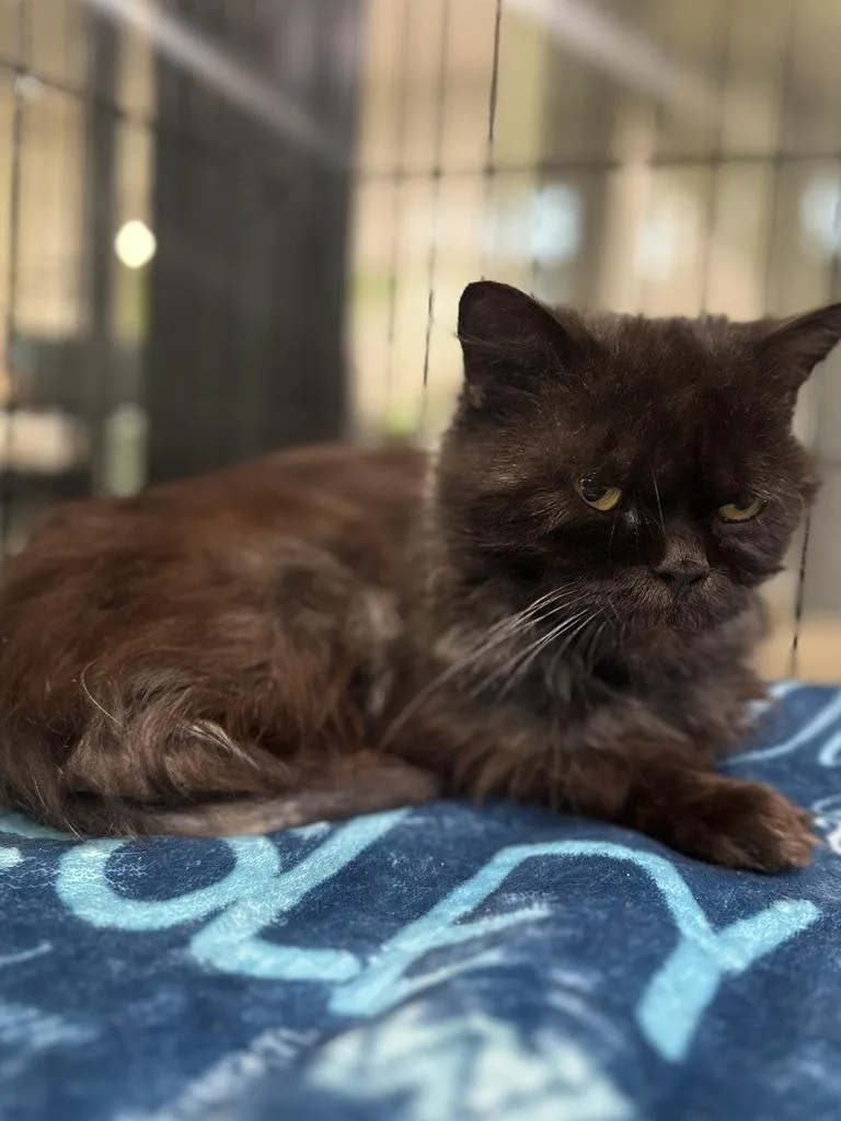 A senior medium-sized male Persian cat named Reginald for adoption in Jackson, MI