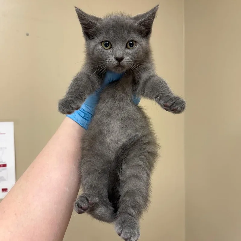 A baby small-sized female Gray / Blue / Silver Domestic Short Hair cat named Dee Dee for adoption in Birmingham, AL