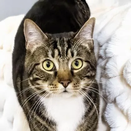 An adult medium-sized male Domestic Short Hair cat named Olive for adoption in Camano Island, WA
