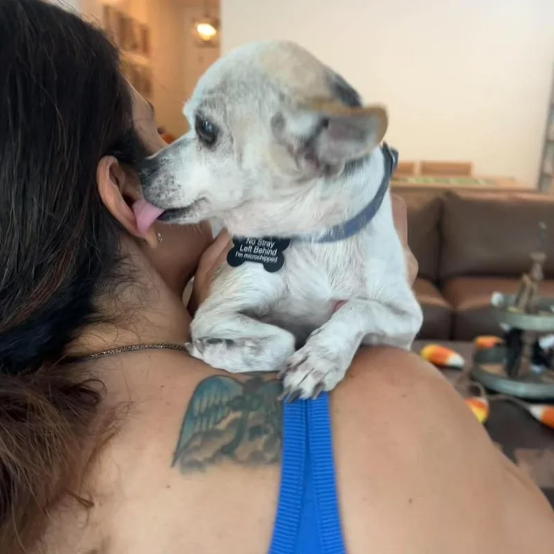 A senior small-sized female Brown / Chocolate Chihuahua dog named Butterbean for adoption in Apple Valley, CA