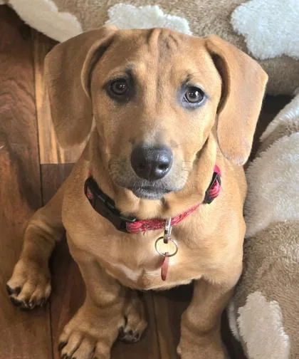 A young small-sized male Red / Chestnut / Orange Dachshund dog named Charlie LA for adoption in Baltimore, MD