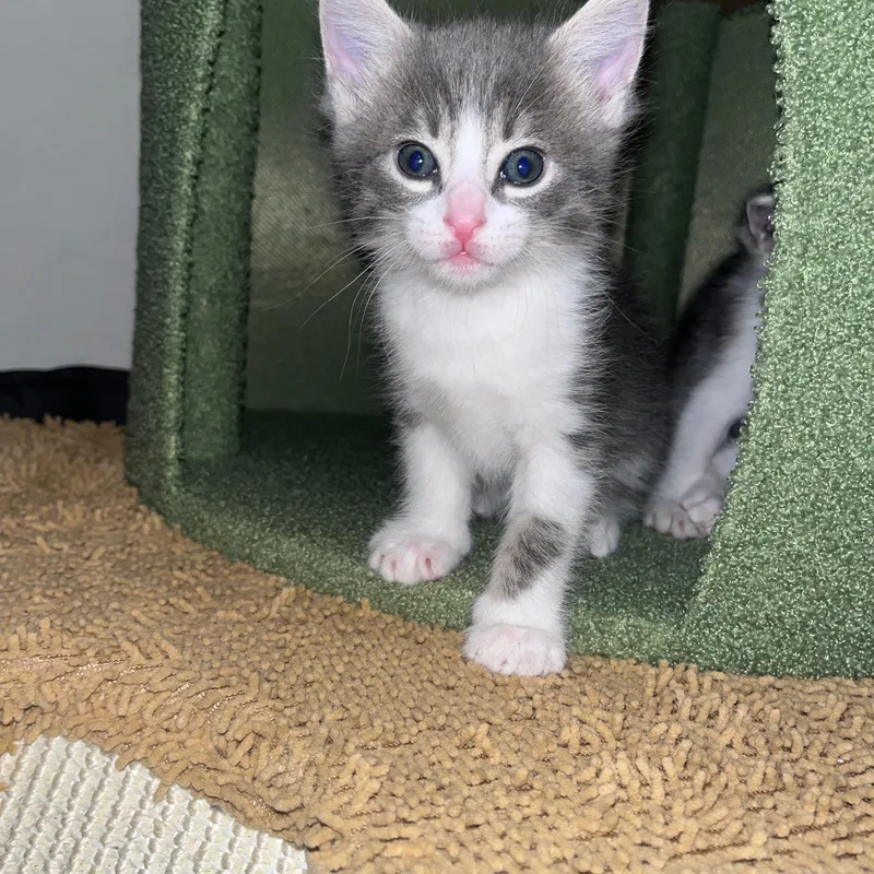 A baby small-sized female Gray & White Domestic Short Hair cat named Xochitl for adoption in Sherman Oaks, CA