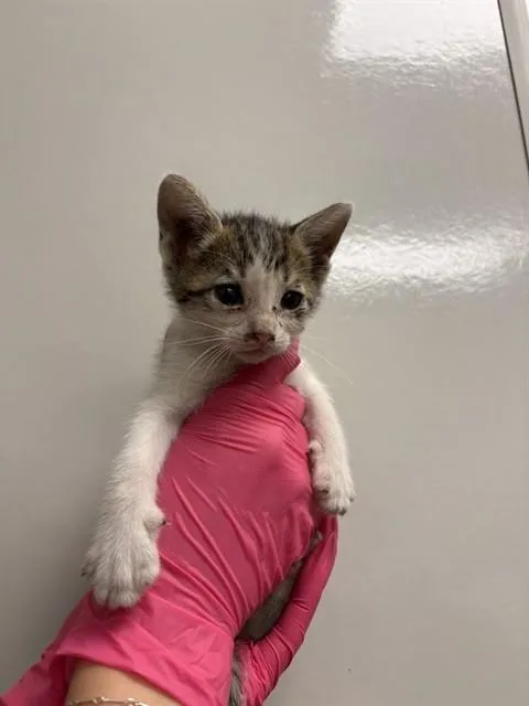 A baby small-sized female Domestic Short Hair cat named Wendy for adoption in Ontario, CA