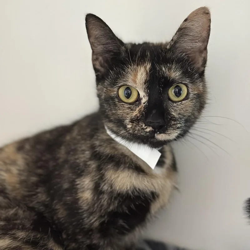 Miss Fortune thumbnail 2