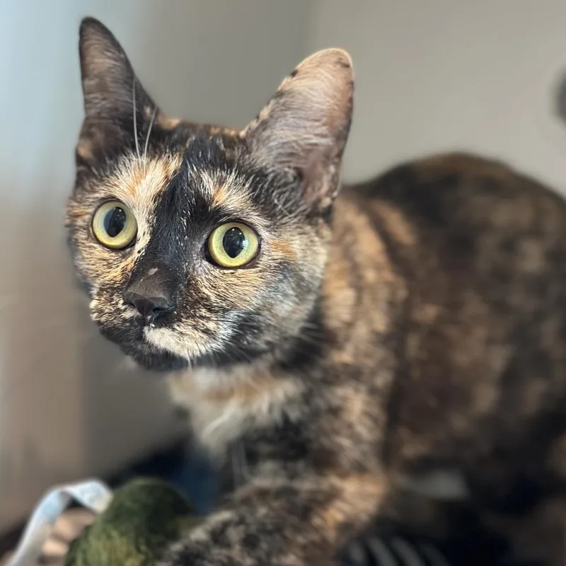 Miss Fortune thumbnail 3