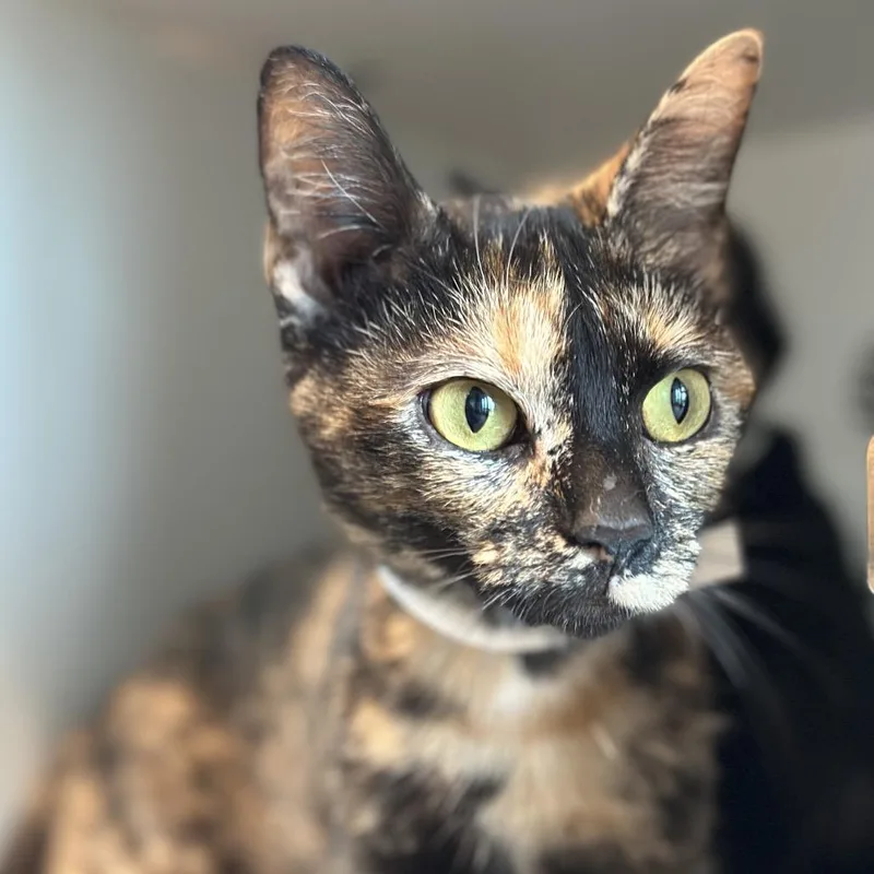 Miss Fortune thumbnail 4