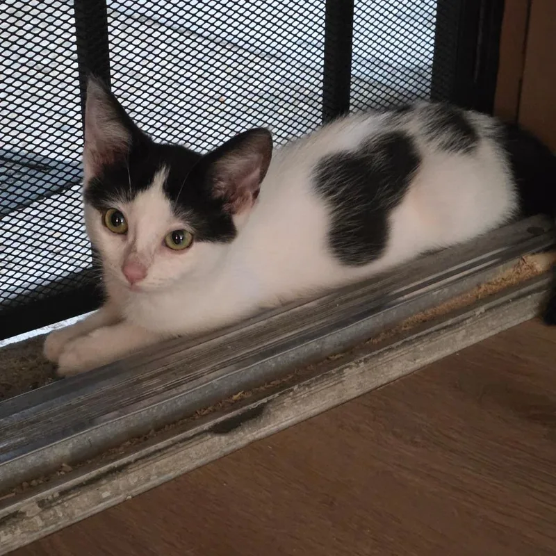 A baby small-sized female White Domestic Short Hair cat named Fusilli for adoption in Long Beach, CA