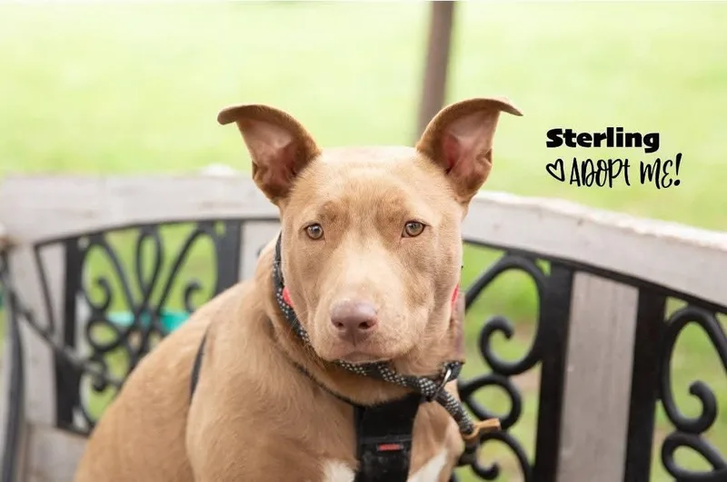 Sterling thumbnail 2