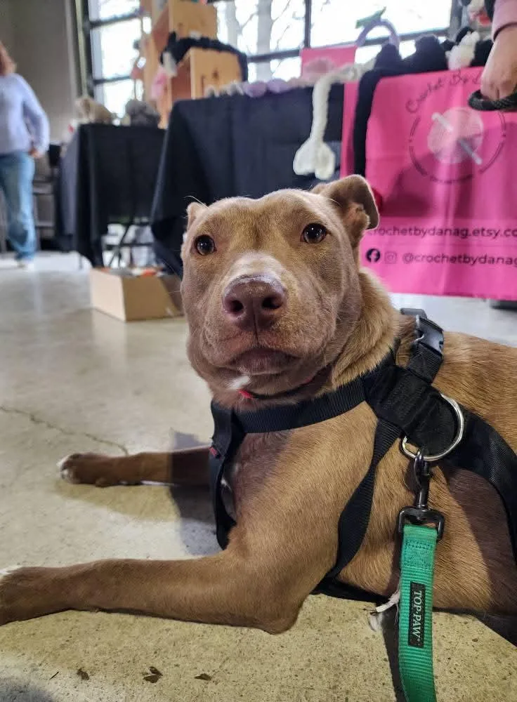 Sterling thumbnail 3