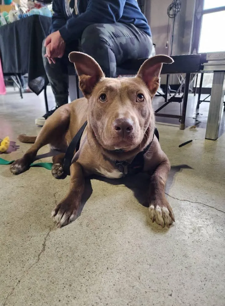 Sterling thumbnail 5