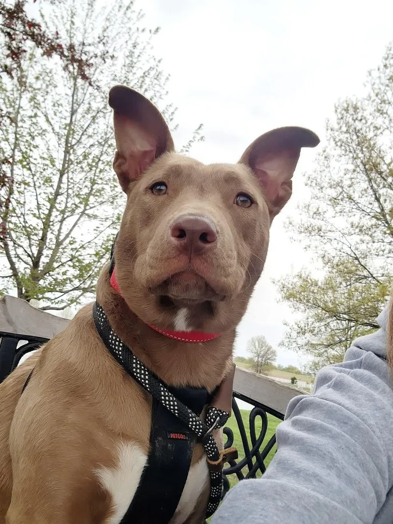 Sterling thumbnail 6