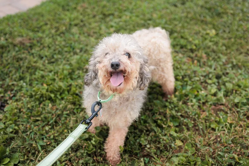 An adult small-sized female Miniature Poodle dog named Liora  Transport for adoption in Gradyville, KY