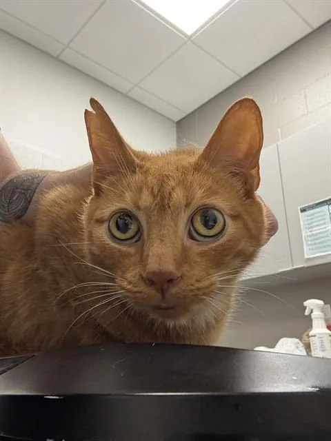 An adult small-sized male Domestic Short Hair cat named Willis for adoption in Indianapolis, IN