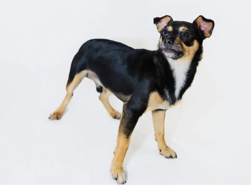 A young small-sized male Chihuahua dog named Chase for adoption in York, SC