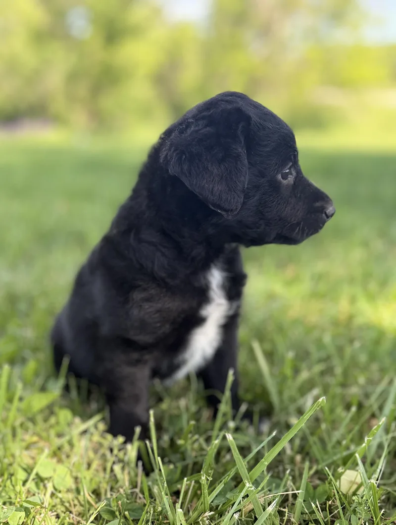 A baby large-sized female Labrador Retriever dog named Hannah for adoption in Iron Ridge, WI