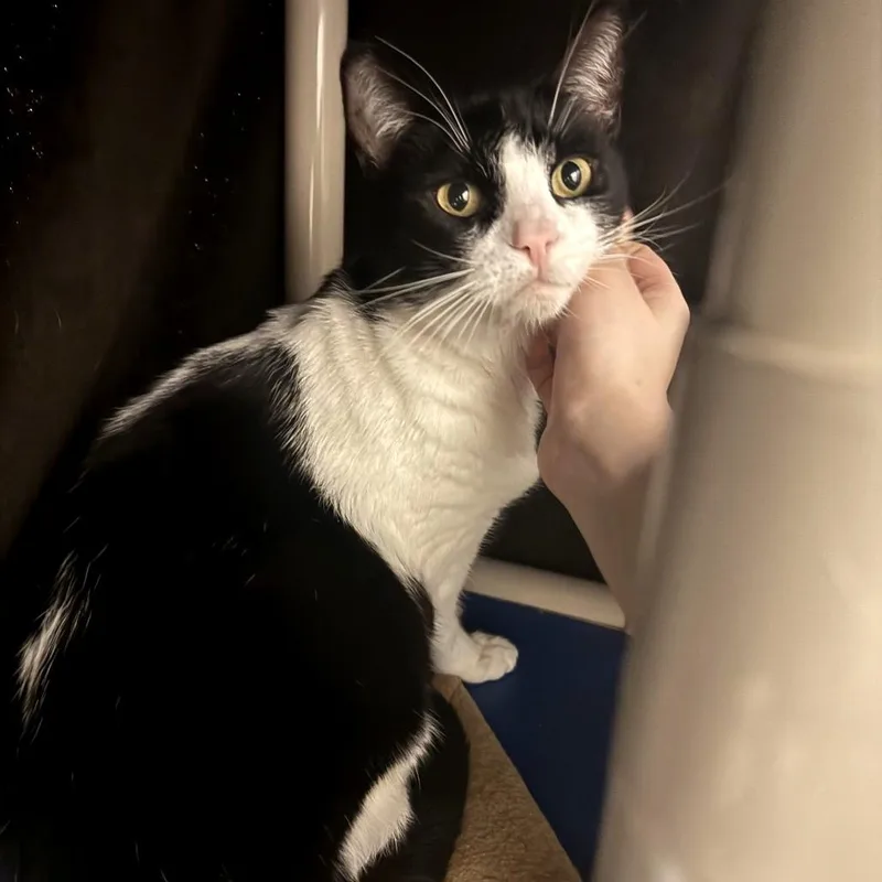An adult small-sized male White Domestic Short Hair cat named Mikey for adoption in Woodinville, WA