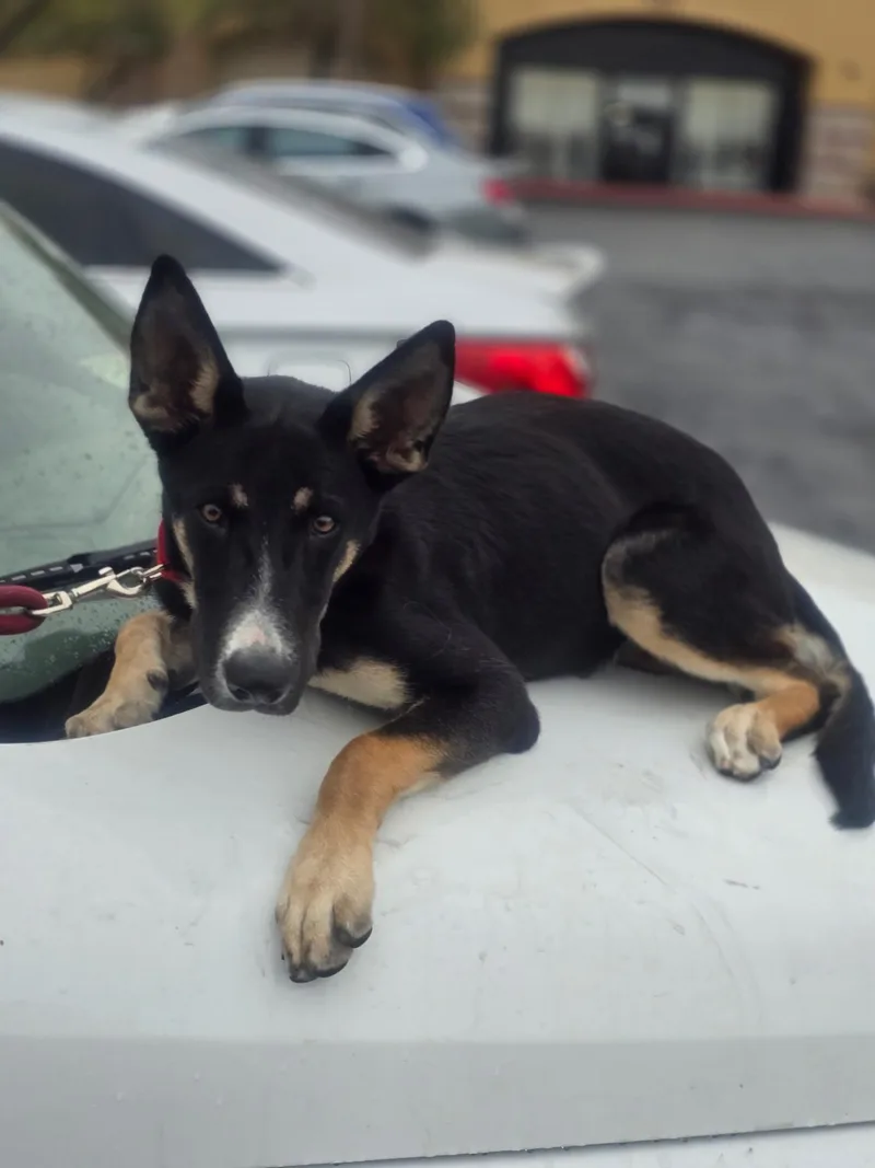 A baby large-sized female Black Shepherd dog named Shakira for adoption in Las Vegas, NV