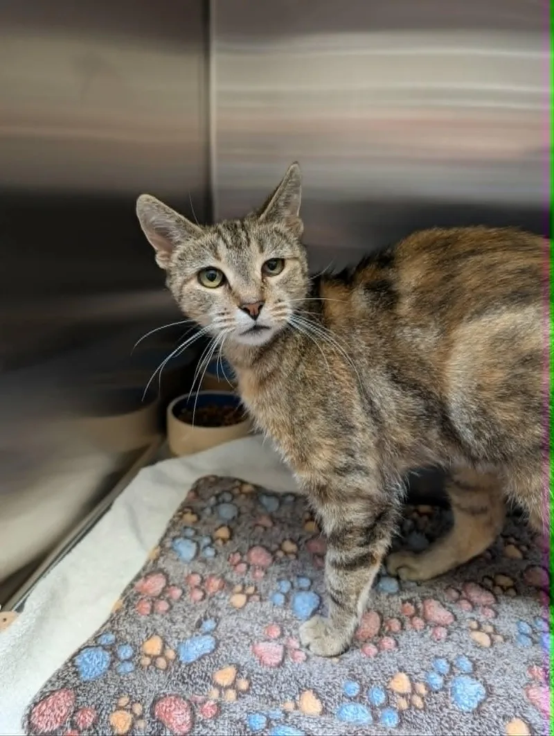 An adult medium-sized female Tabby (Orange / Red) Domestic Short Hair cat named Maxi for adoption in Chambersburg, PA