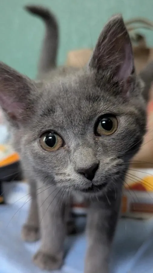 A baby small-sized female Gray / Blue / Silver Domestic Short Hair cat named Pavement for adoption in Cleveland, OH
