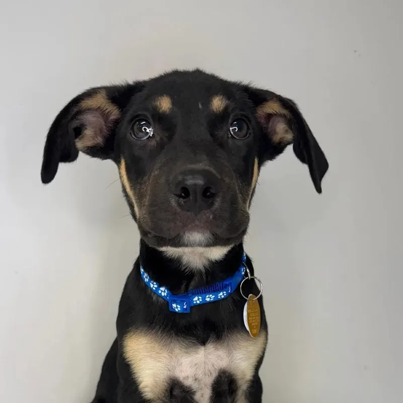 A baby small-sized male Black Mixed Breed dog named Gumbo for adoption in Saint Charles, MO