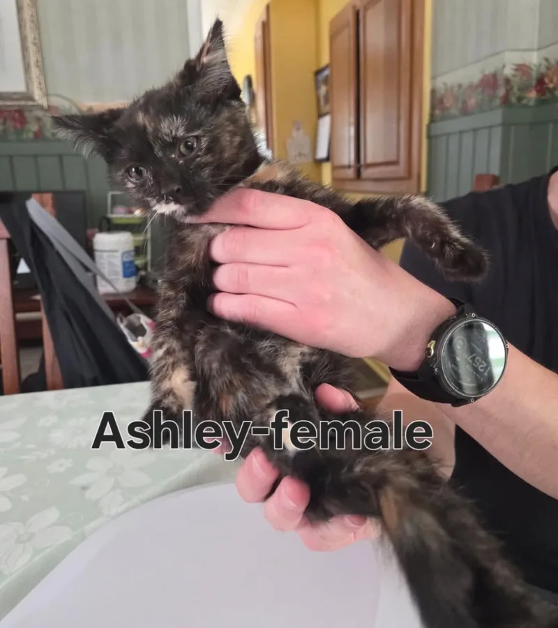 A baby medium-sized male Tortoiseshell cat named Ashley for adoption in Wyandotte, MI