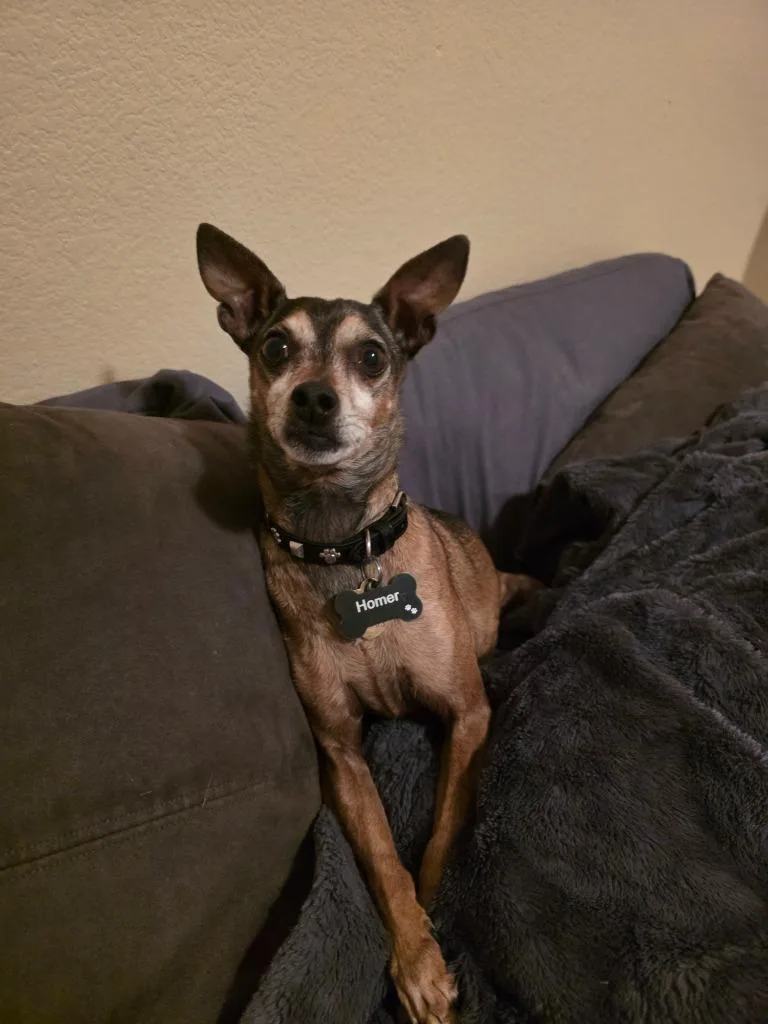 A senior small-sized male Chihuahua dog named Homer for adoption in Reno, NV