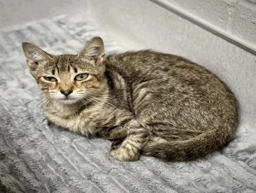 An adult medium-sized female Domestic Short Hair cat named Star for adoption in Largo, FL