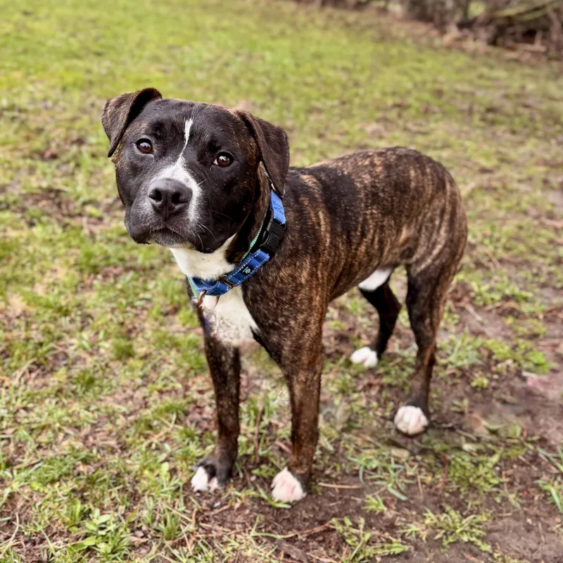 A young medium-sized male Brindle Mixed Breed dog named Saint for adoption in Midland, MI