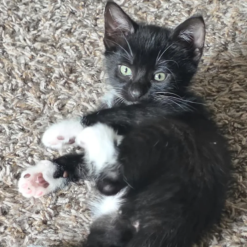 A baby small-sized male Black Domestic Short Hair cat named Luxor for adoption in Buffalo, MN