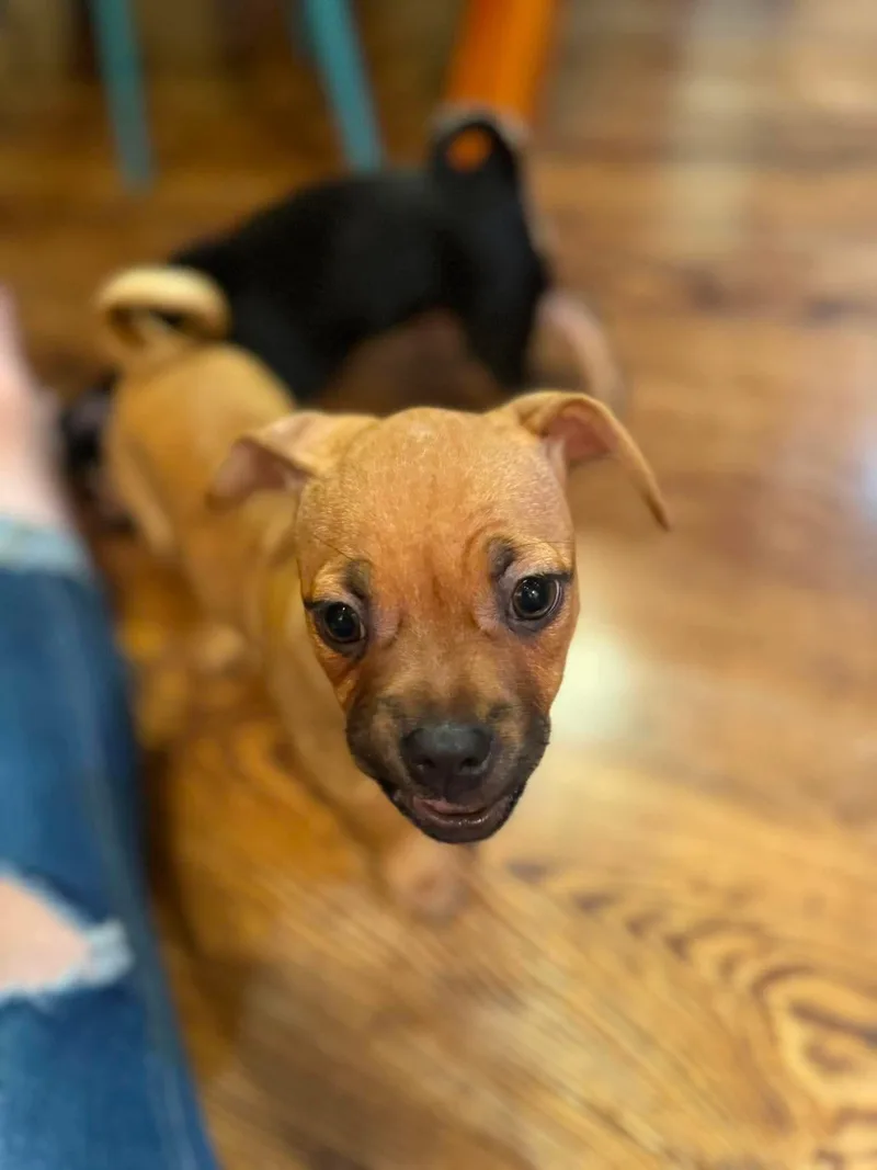 A baby small-sized female Pug dog named Rosie for adoption in Byron, IL