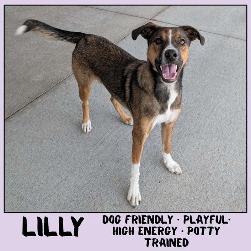 A young medium-sized female Brown / Chocolate Mixed Breed dog named Lilly for adoption in Emporia, KS