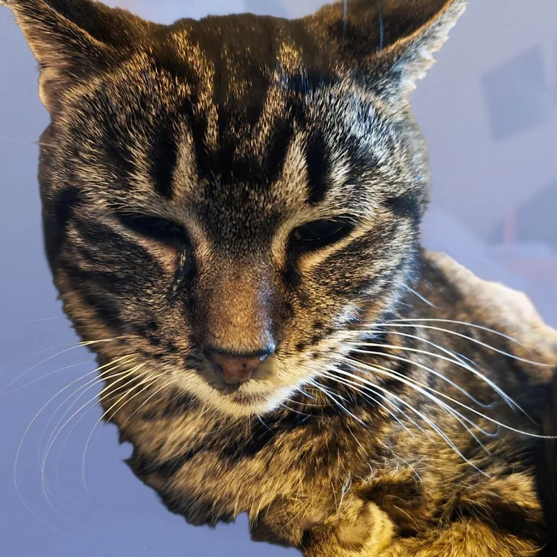Peaches thumbnail 3