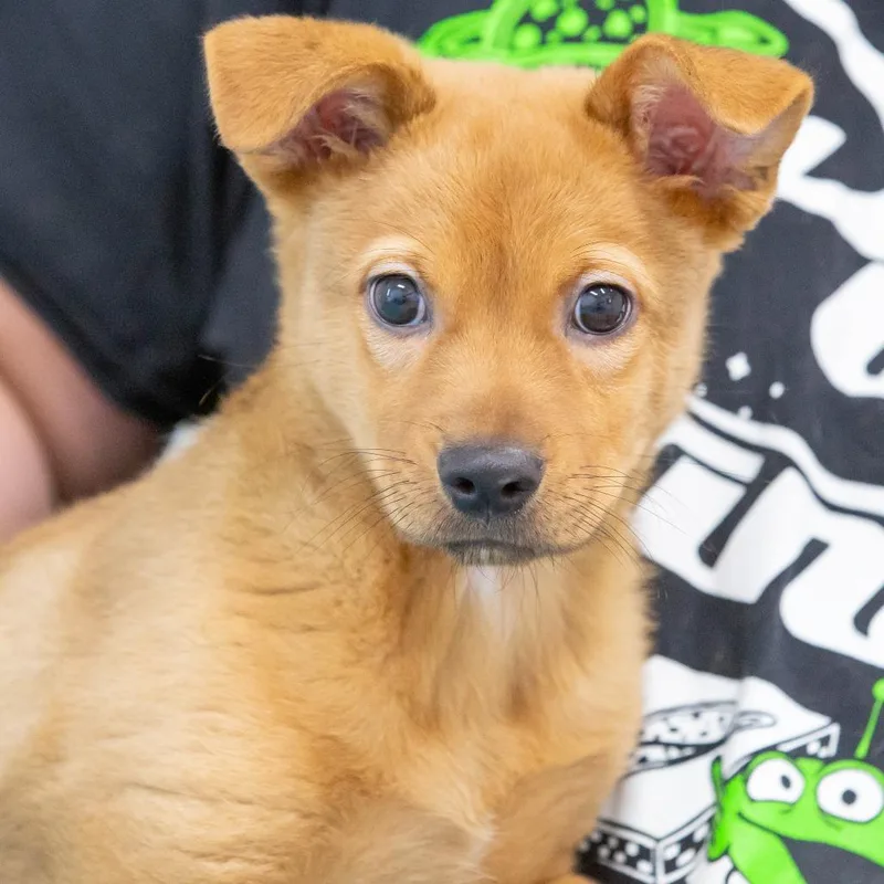 A baby small-sized male Brown / Chocolate Mixed Breed dog named Indiana Bones for adoption in Cartersville, GA