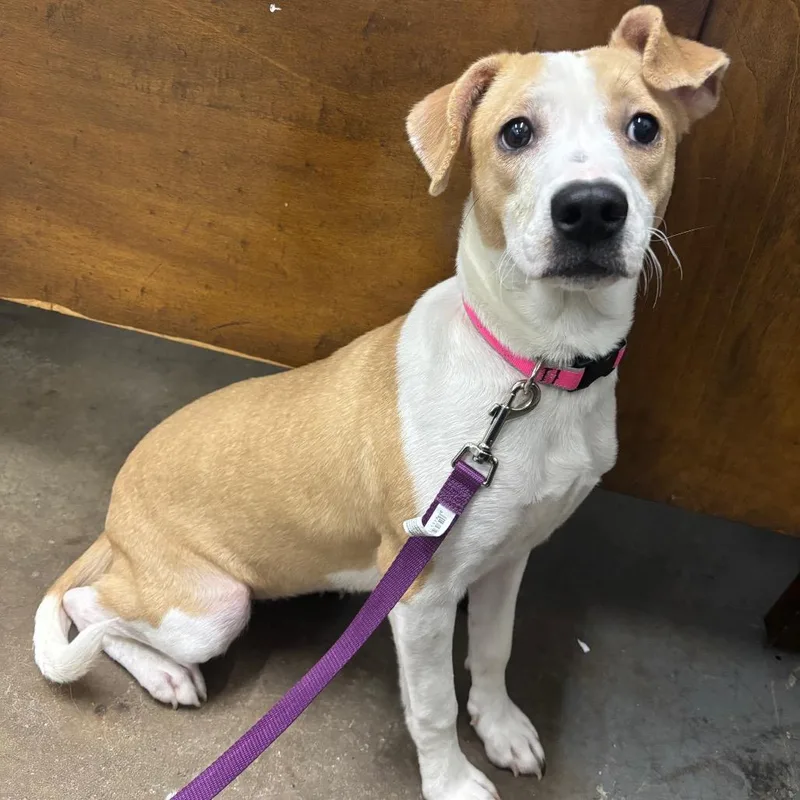 A baby medium-sized female Brown / Chocolate Mixed Breed dog named Summer Shoes for adoption in Corbin, KY