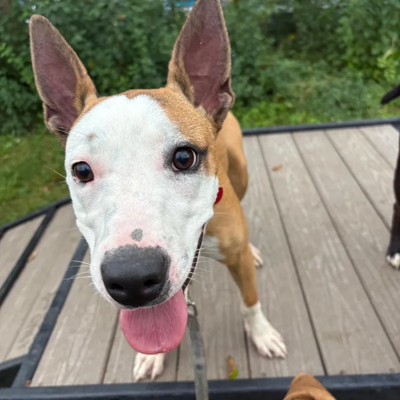 A young medium-sized female Brown / Chocolate Mixed Breed dog named Matilda for adoption in Wheeling, IL