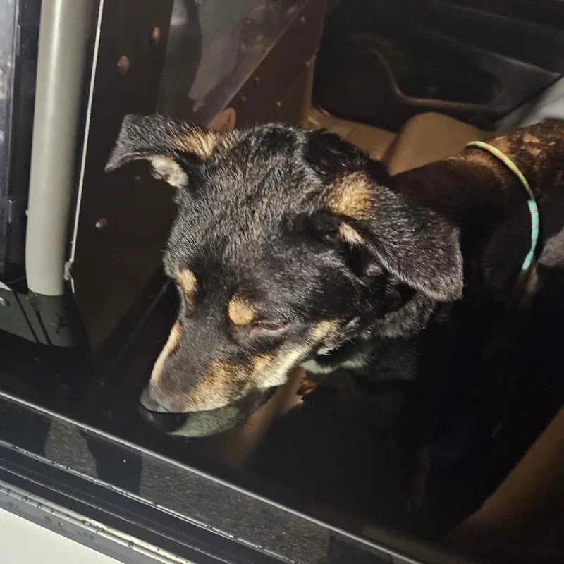 An adult medium-sized male Black Mixed Breed dog named Druid for adoption in Philadelphia, PA