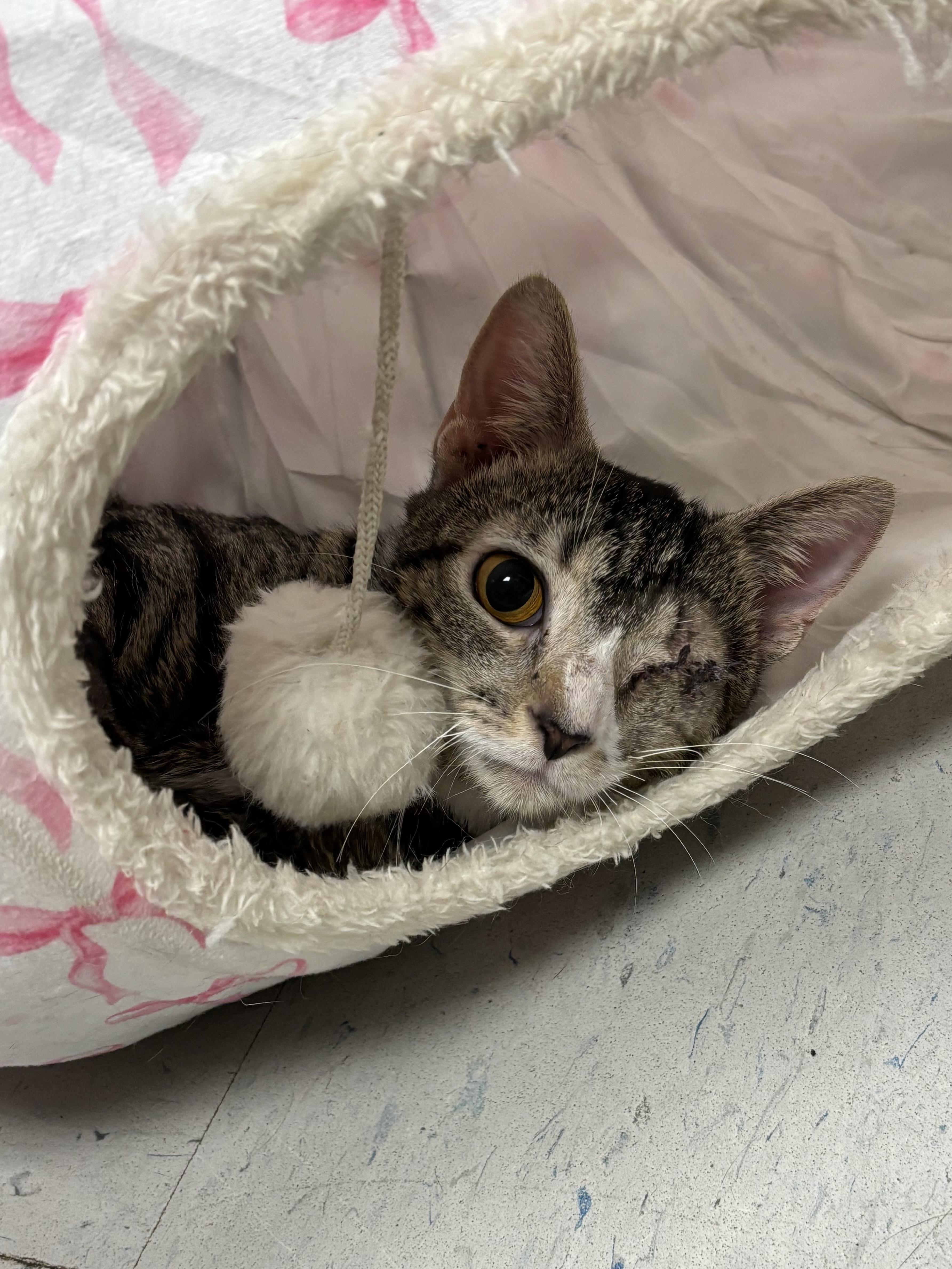 An adult medium-sized female Tabby (Brown / Chocolate) Domestic Short Hair cat named Sidney for adoption in Effingham, IL
