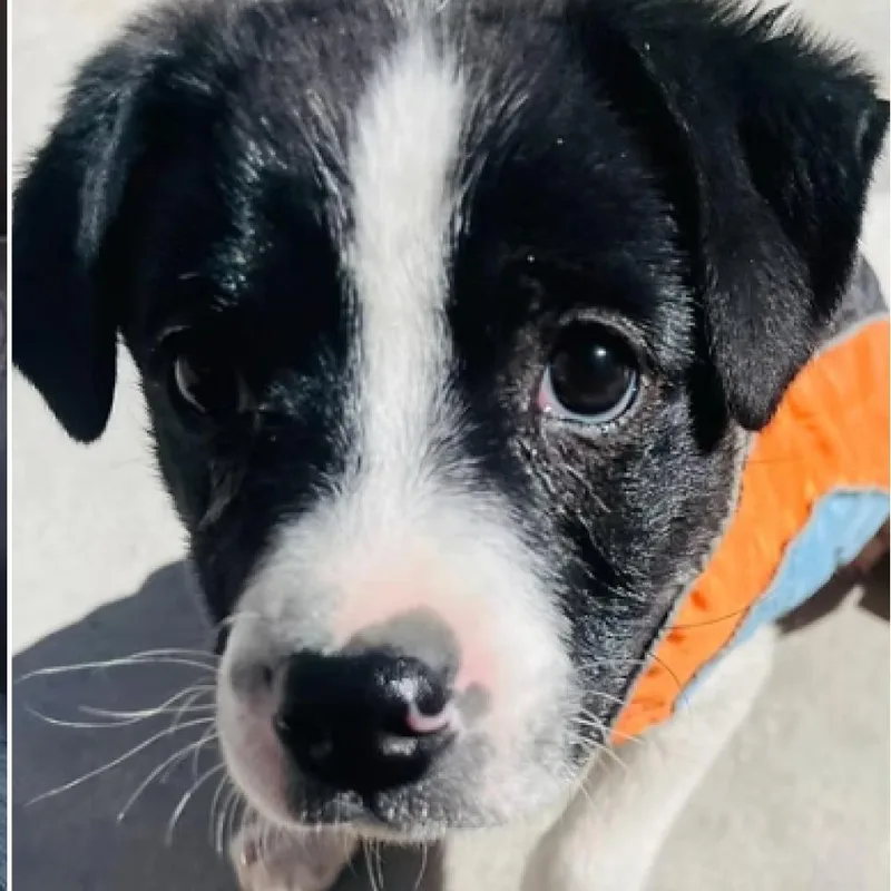 A baby small-sized male White / Cream Terrier dog named Pandita for adoption in Fuquay Varina, NC