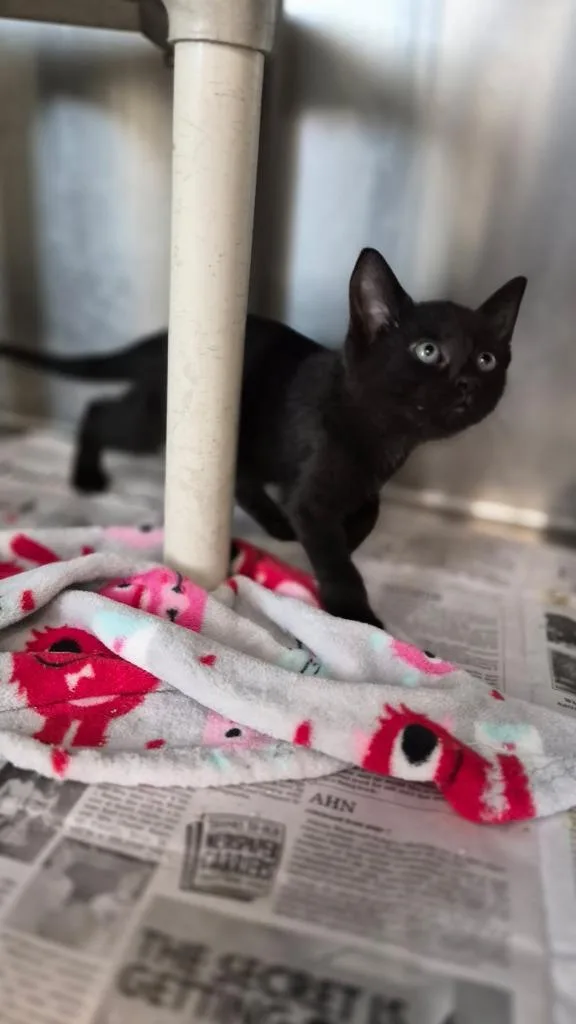 A baby medium-sized male Domestic Short Hair cat named Jasper for adoption in Portland, IN