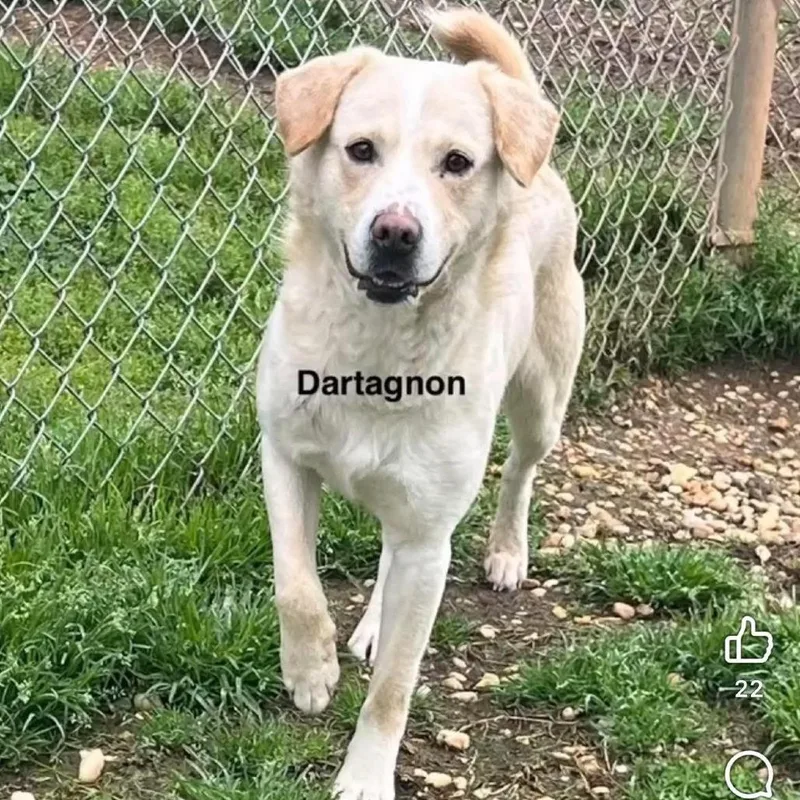 Dartagnon