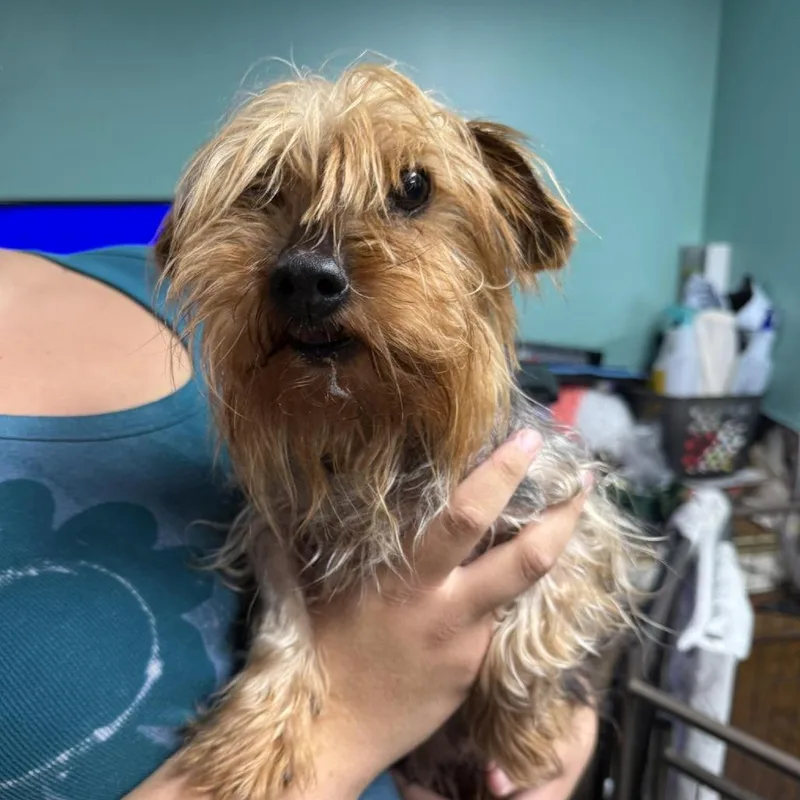 An adult small-sized male Yellow / Tan / Blond / Fawn Yorkshire Terrier dog named Buttons for adoption in Cleveland, TN