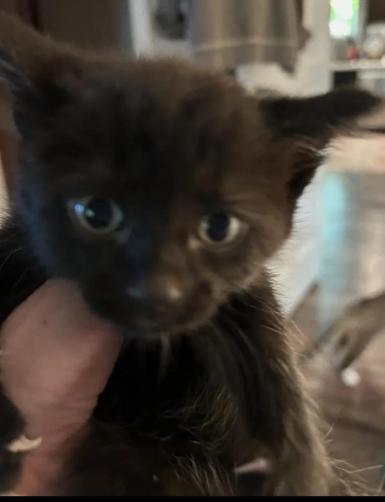 A baby small-sized female Black Domestic Short Hair cat named Promise for adoption in Poplar Grove, IL