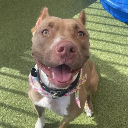 An adult medium-sized female Mixed Breed dog named Charlie for adoption in Merriam, KS