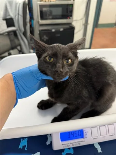 Purrcy
