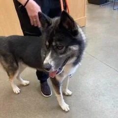 An adult large-sized male Black Husky dog named YORKStray for adoption in York, PA