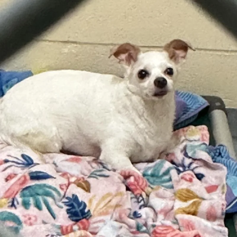 An adult small-sized male Chihuahua dog named Scoobie for adoption in Tacoma, WA