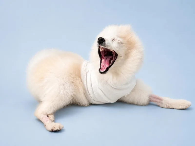 A baby small-sized male White / Cream Pomeranian dog named Ice for adoption in Waldorf, MD