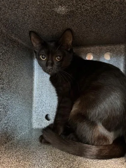 A baby small-sized female Domestic Short Hair cat named Jet for adoption in Irving, TX