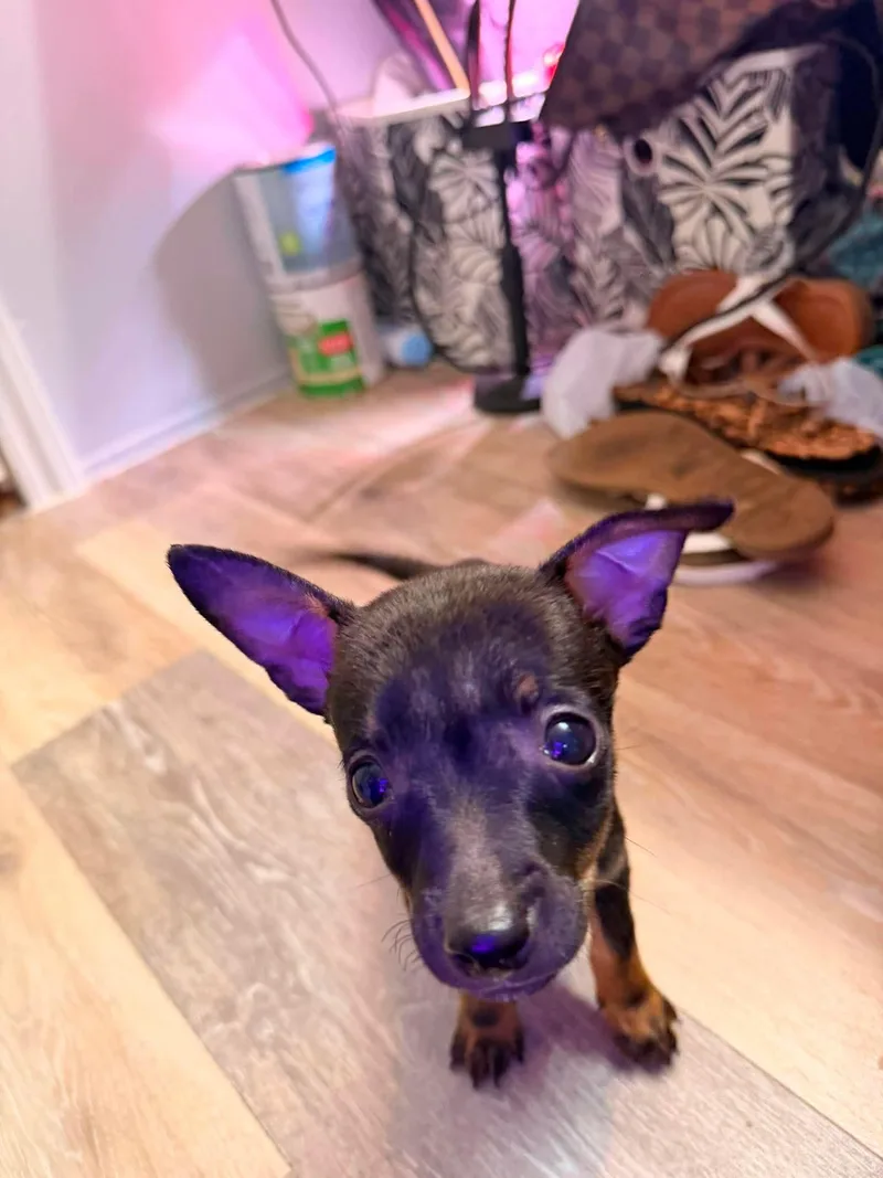 A baby small-sized male Black Chihuahua dog named Reese for adoption in Kannapolis, NC