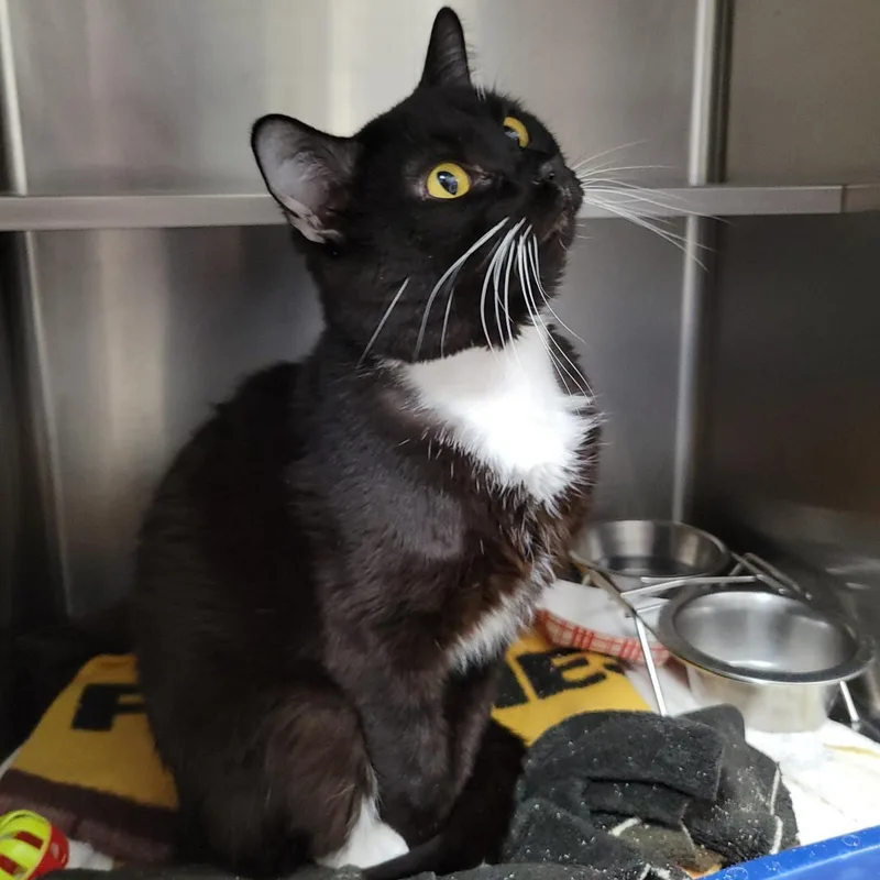 An adult medium-sized male Black Domestic Short Hair cat named Mbappe for adoption in Plover, WI